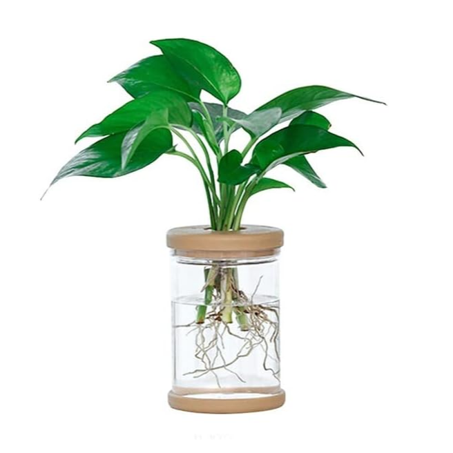 Clear Hydroponic Plant Pot | Aesthetic Room Decor