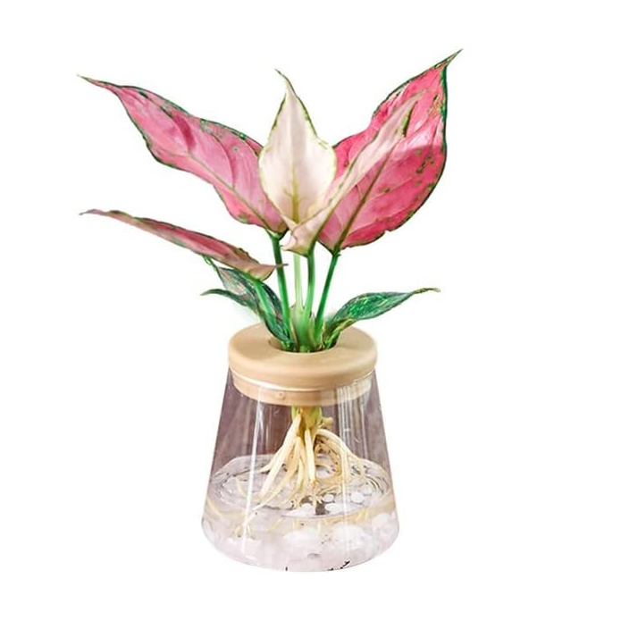 Clear Hydroponic Plant Pot | Aesthetic Room Decor