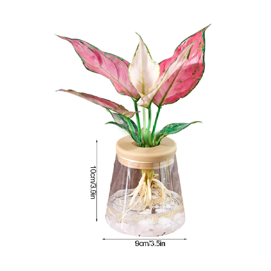 Clear Hydroponic Plant Pot | Aesthetic Room Decor