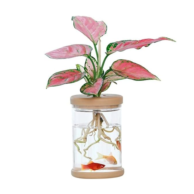hydroponic plant pots Clear Hydroponic Plant Pot