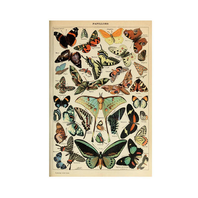 Aesthetic Butterflies Poster