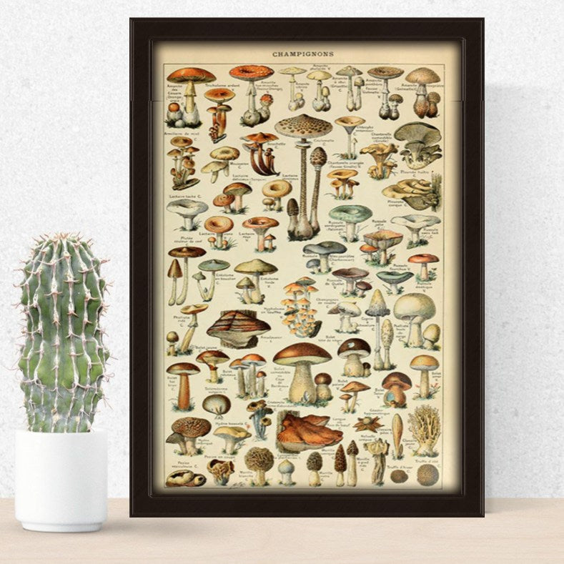 Aesthetic Mushroom Poster